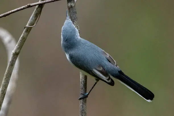 A Blue-Gray Gnatcatcher perched on a twig.