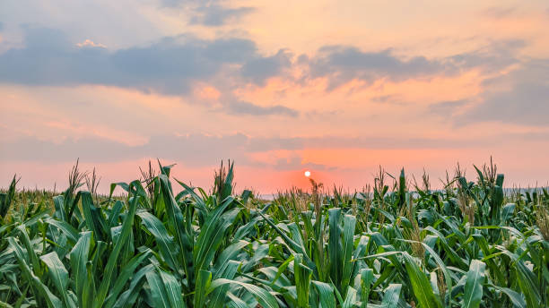 istock fresh corn plants at sunset in summer day 1337653934