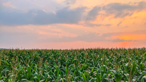 istock fresh corn plants at sunset in summer day 1337653939