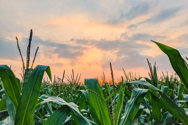 istock fresh corn plants at sunset in summer day 1337654011