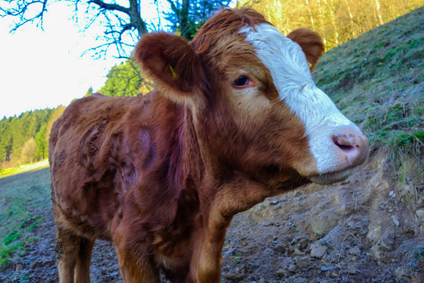 Free Range Cows
