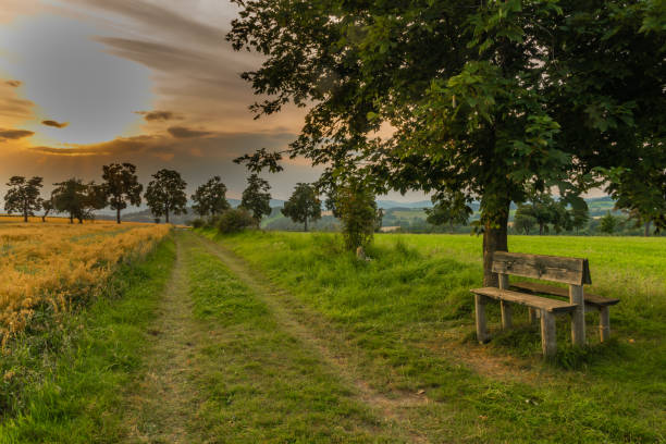 A view over green fields near Sandringham in West Norfolk, in Eastern England, with cattle resting under a large tree. (Manipulated image.)