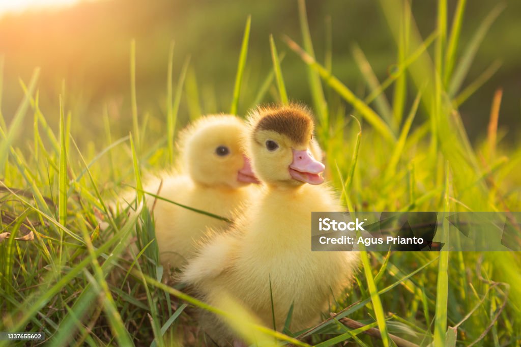 Cute ducklings in the morning Cute ducklings in the morning on green grass background Duck - Bird Stock Photo