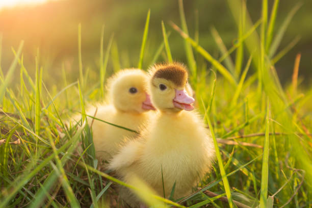 Cute ducklings in the morning Cute ducklings in the morning on green grass background farm animal stock pictures, royalty-free photos & images