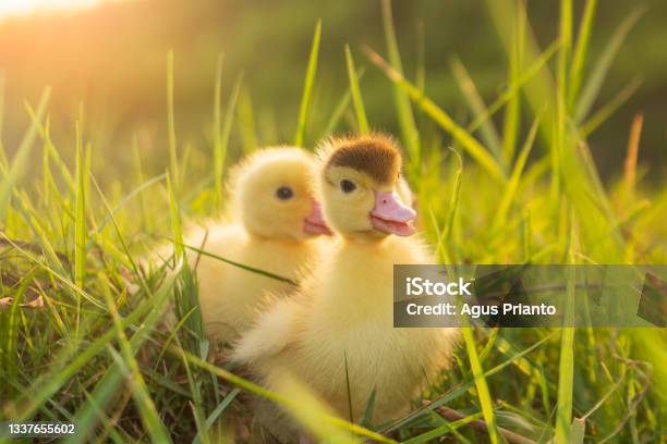 Cute Ducklings In The Morning Stock Photo - Download Image Now - Duck - Bird, Baby - Human Age, Child