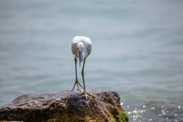 Little Egret - a species of large bird of the heron family - Egretta garzetta - Lake Garda on the peninsula in Sirmione, Italy