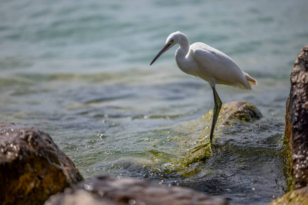 istock Little Egret at Lake Garda in Italy 1337659742