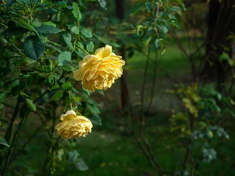 Blooming yellow rose flowers in autumn garden. Nature background.