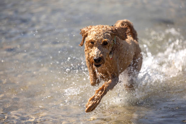 goldendoodle corriendo a través del agua - 7655 fotografías e imágenes de stock