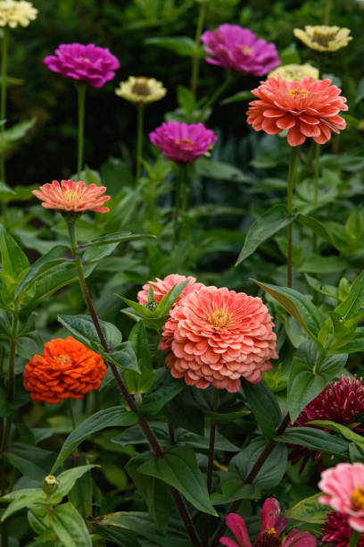 istock A flower bed with zinnias in the garden 1337660721