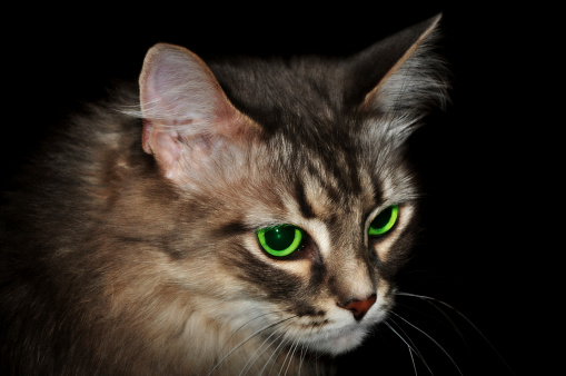 he muzzle of a brown striped cat with green eyes on a black background. A close-up portrait of a beautiful cat for an exhibition announcement, an advertisement for cat food or a veterinary layout