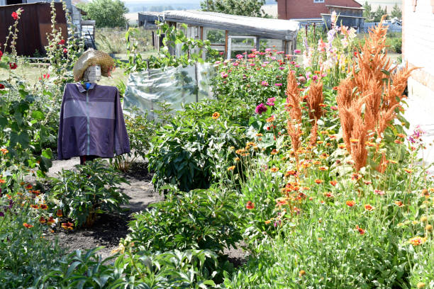 istock Garden scarecrow from crows in the garden 1337662056