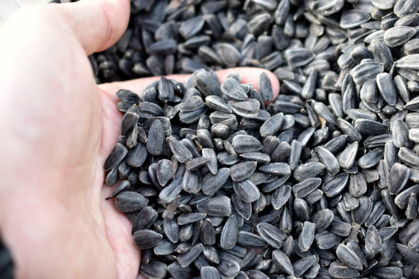 istock Fresh black sunflower seeds in a pile 1337662179