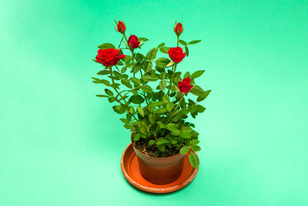 istock Red roses in a pot on  green background. Copy space. 1337664559