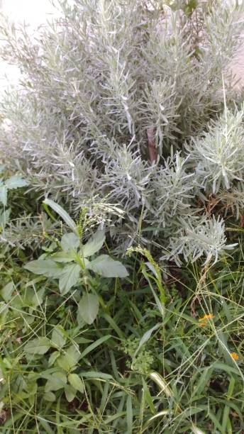 istock green leafy plant and flower 1337665146