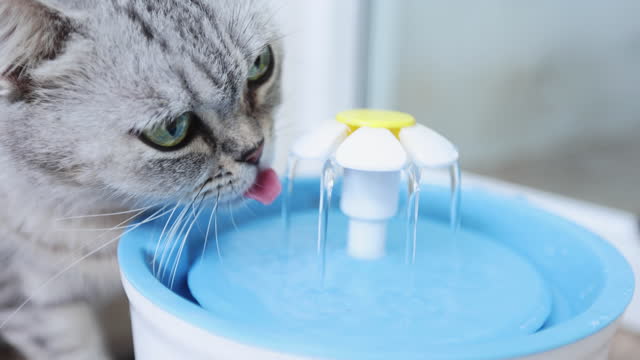 544 Cat Drinking Water Stock Videos and Royalty-Free Footage - iStock |  Domestic cat drinking water, Dog and cat drinking water, Cat drinking water  bowl
