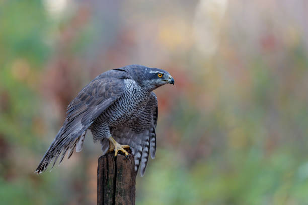 istock Northern goshawk in the forest 1337668081