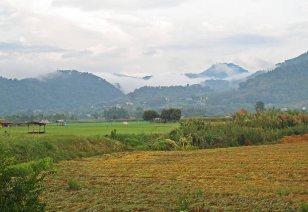 istock early morning over the paddy field 1337668104