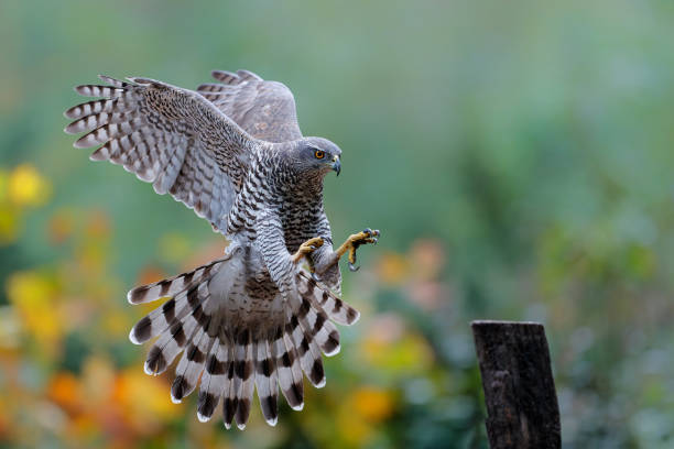 istock Northern goshawk in the forest 1337668110