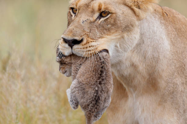 istock Lioness  carrying her cub 1337668112