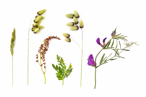 various summer grasses on a white background