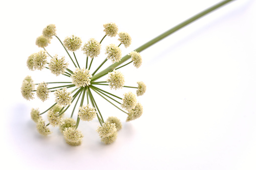 single blossom of forest angelica - Angelica sylvestris on white background