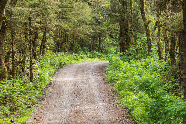 Dirt road in the forest on the Oregon coast.