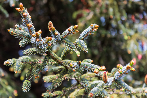 Brookings, Oregon, USA. Needles and cones on a conifer tree.