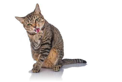 silly cat making funny face sticking out tongue on gray background with copy space