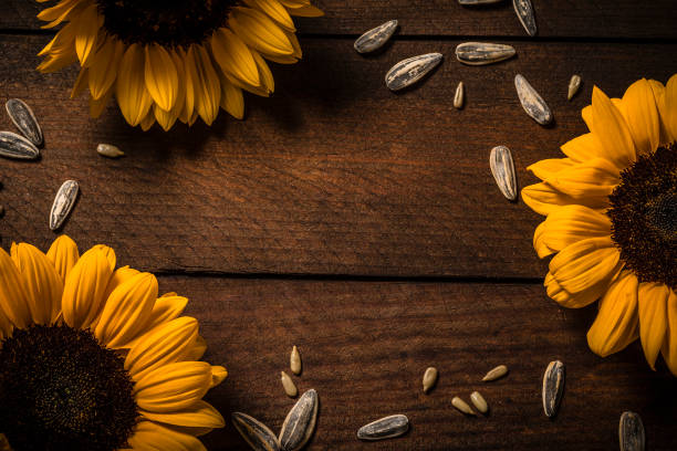 Top view of a rustic wooden background with some sunflowers head and seed on top framing the image and leaving a useful copy space at the center of the image