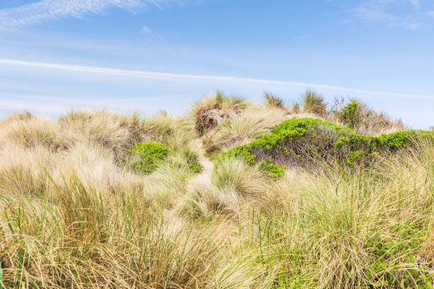 istock Grassy dunes on the Oregon coast. 1337671611