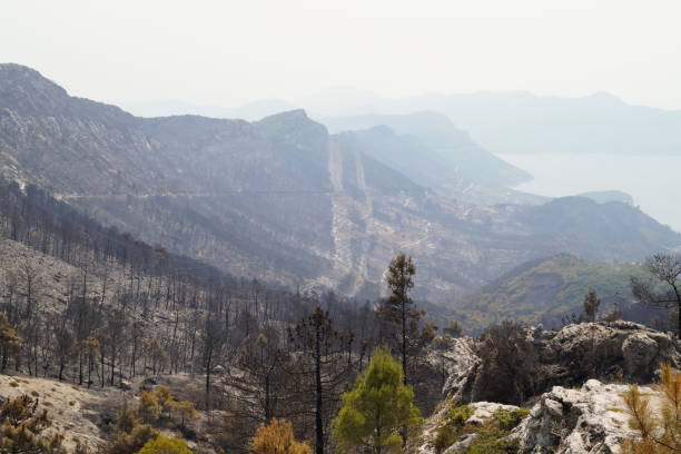 istock Croatia, Peljesac Peninsula burnt out. 1337672951