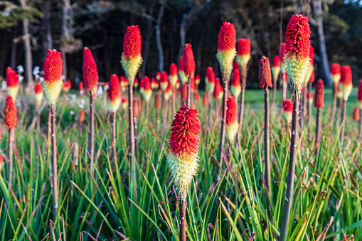Shore Acres State Park, Oregon, USA. Red Hot Poker flowers on the Oregon coast.