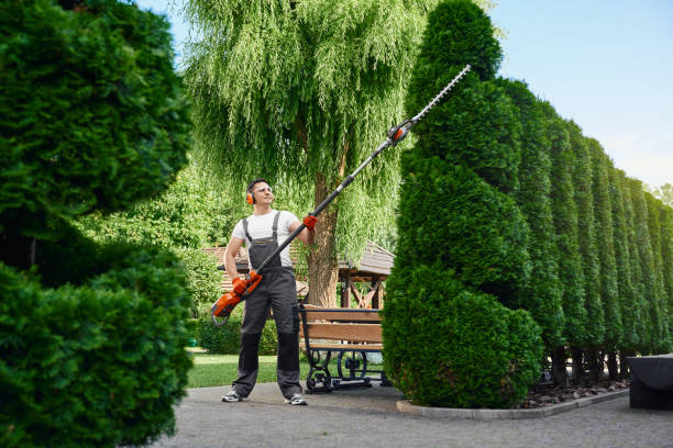 istock Male gardener using electric trimmer for shaping hedge 1337673232