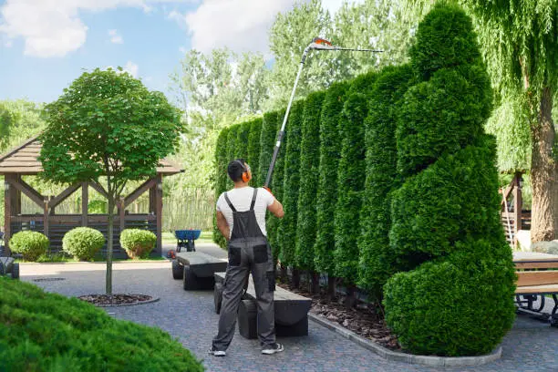 Photo of Male gardener cutting hedge with electric trimmer