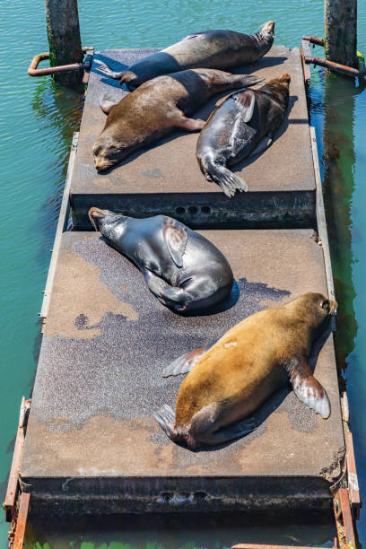 Sea lions resting at pier 39 of San Francisco during springtime day