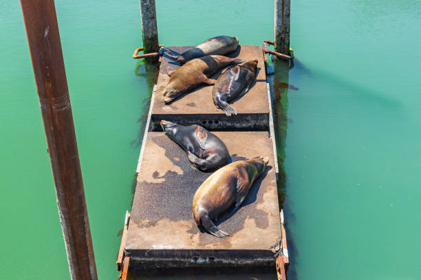 More than a dozed sea lions of different colors and sizes lay in the sun together at the Santa Cruz wharf.