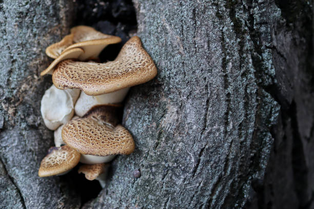 istock Polyporus Squamosus mushroom grow from tree 1337674942