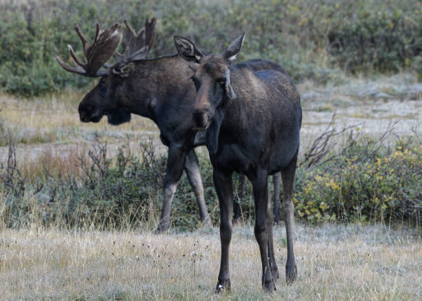 istock Moose in the Colorado Rocky Mountains 1337676983