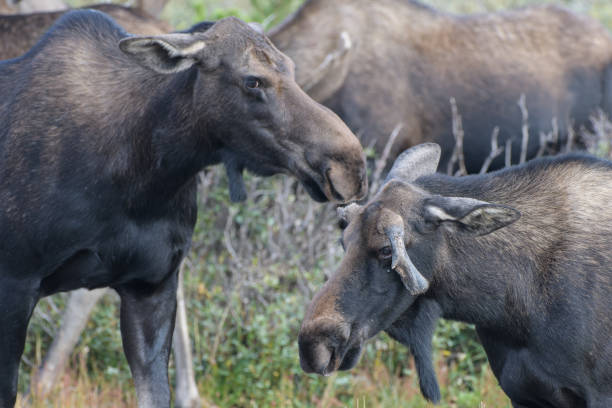 istock Moose in the Colorado Rocky Mountains 1337677007