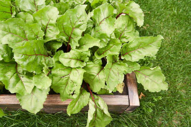 top view.copy space. part of a wooden garden bed. fresh green beet leaves or beet root seedlings. a row of green young beet leaves grows on a wooden bed - agriculture bed botany copy space imagens e fotografias de stock