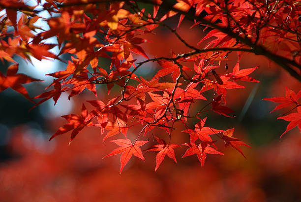 istock red leaves in autumn 133768194