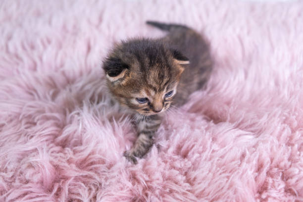 istock British Shorthair gray kitten stands on a pink blanket 1337683351