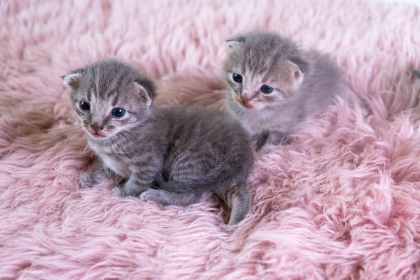 istock Two different British little kitten sitting on a pink blanket, 1337684532