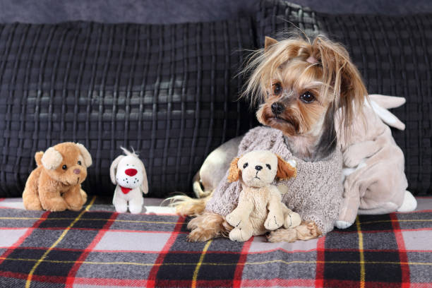 Yorkshire terrier dog sitting on the couch. Yorkshire terrier in clothes. Dog and many small toy dogs near her. Pets. Care for animals. Pet care concept. Life of pets. Free space for text perro yorkshire terrier sentado en el sofá. yorkshire terrier en ropa. perro y muchos perros pequeños de peluche cerca de ella. mascotas. cuidado de los animales. concepto de cuidado de mascotas. vida de las mascotas. espacio libre para texto