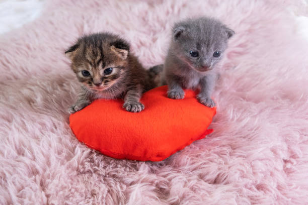 Valentines Day cat.Two Small British Shorthair kittens standing on heart shape red pillow on pink blanket. domestic pets concept