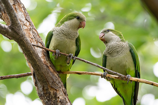 A pair of wild monk or Quaker parrots in Austin Texas.