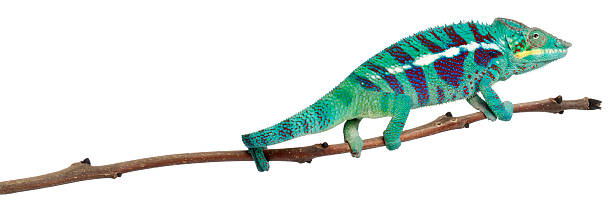 istock Panther Chameleon Nosy Be, Furcifer pardalis, white background. 133768977