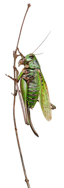 istock Female wart-biter, a bush-cricket, Decticus verrucivorus, white background. 133769048