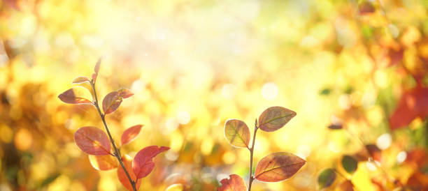 istock Beautiful colorful autumn natural background wide format. 1337692018